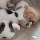 고양이에개