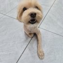 늘, 이쁘개 네이버블로그