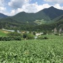 대촌관광농원 이미지