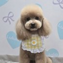 룰루랄라 애견미용실 이미지