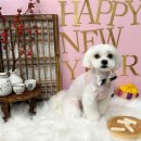 인생댕컷 반려견미용실 이미지