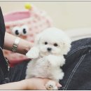 퍼피애견샵 이미지