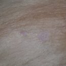 로얄동물메디컬센터 강동 이미지