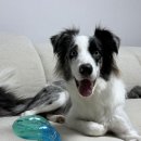 도그스케치 | [도그스케치] 강아지 노즈워크 장난감 도형 노즈워크 강아지 분리불안 장난감