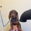 애견목욕탕 이미지