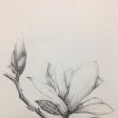 연필화 (초급) 이미지