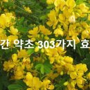 민간 약초 303가지 효능 이미지