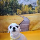 쪼쪼애견 이미지