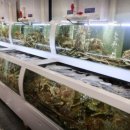 먹자대게 이미지