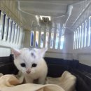 네코스토리 이미지