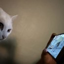 천선게임장 | [영화 후기] 조제, 호랑이 그리고 물고기들