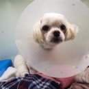 운정호수동물메디칼센터 이미지