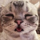 더놀자PC 이미지