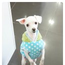 코코네 강아지 미용실 네이버블로그