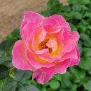 양광모농장 이미지