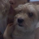 사당시장 이미지