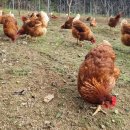 봄빛농장 이미지