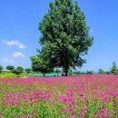 샐비어모텔 이미지