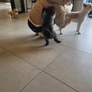 학동 애견 이미지