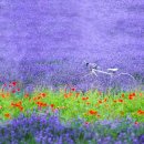 문화꽃화원 이미지