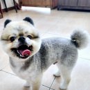 예쁜 애견 미용 이미지