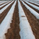 부여농장 이미지