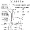 足太陽膀胱經 (Bladder Meridian, BL) 이미지