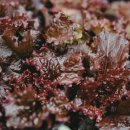 상추밭에돈 이미지