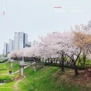 반월놀이공원 | 굴포천 벚꽃 주차 반월놀이공원 방문팁