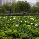 깨끗한 마음ㅡ신성과 순결의 백련 - by 모모수계 이미지
