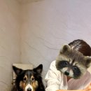 노나먹개 이미지