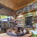 아트퀸퀸카페 | 6박8일 여행] 여행 1-2일차 | 피손 Balistar coffee 아사이퀸 | 발리 우붓 맛집 및 카페 후기 메뉴 추천