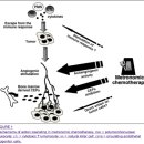 항암치료의 새로운 패러다임 metronomic chemotherapy - 읽어야.. 이미지