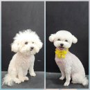 소망애견미용실 이미지