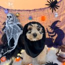 멍린이집 이미지