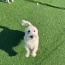 멍머니 2호점 이미지