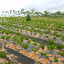 송림농장 이미지