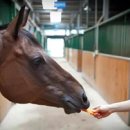 분당승마클럽 이미지