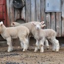 자일목장 이미지