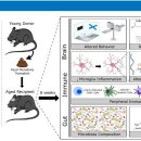'젊은 똥'이 뇌를 회춘시킨다 이미지