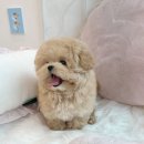 수아펫 이미지