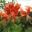 꽃사랑FLOWER