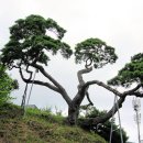 솔방솔방 이미지