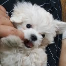 강쥐엄마네 이미지