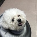 치료멍멍동물병원 이미지