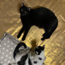 신전떡볶이태장점 | 2024年01月_일기_3