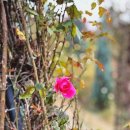 안양천 다목적광장 이미지