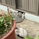 한솥도시락 대구용산점 이미지