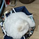 진짱세탁 이미지