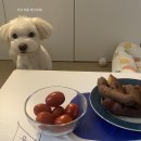 멍멍이 이발소 | 전주 멍멍이 이발소 / 전주평화동애견미용[솔직후기]